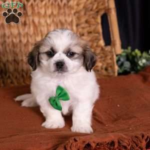 Seth, Teddy Bear Puppy